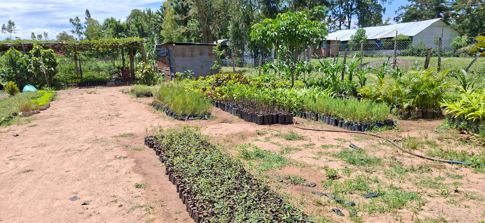 Lush, green indigenous tree saplings growing in our managed community nursery