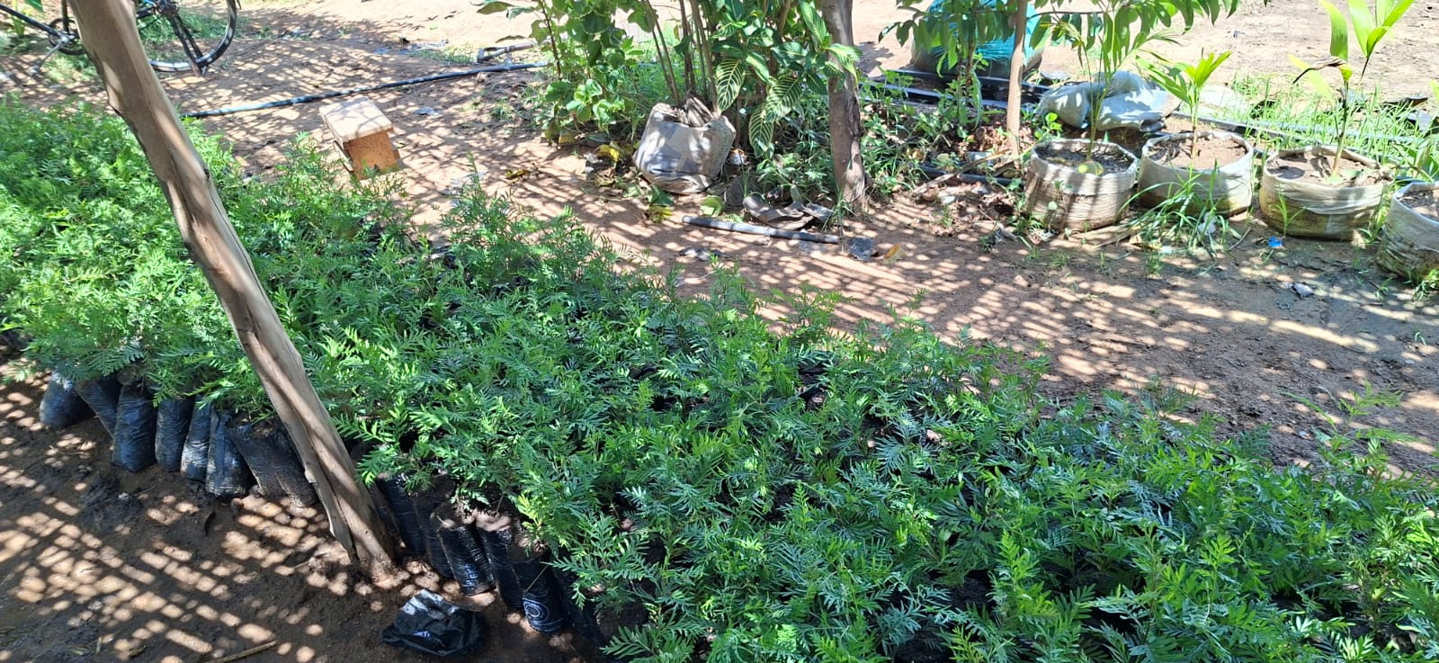 Local youth tending to the tree nurseries intended for riverbank reforestation