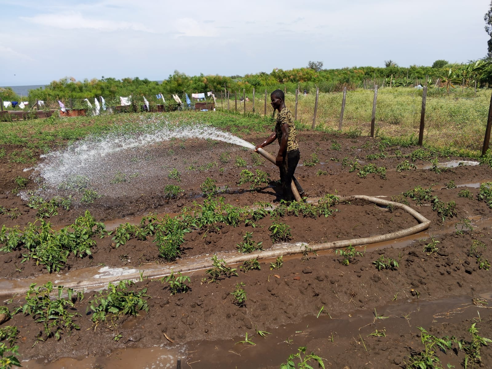 Harvesting fresh, organically grown vegetables irrigated by fishpond wastewater